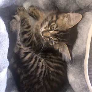 Meet your Posher, Mohammad